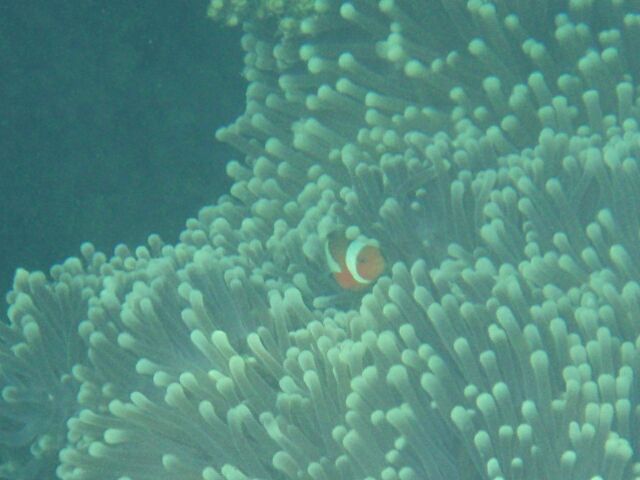 Nemo in Anemone